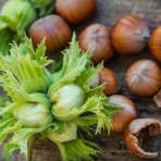 Lieska turecká (Corylus Colurna) - výška 300-350 cm, obvod kmeňa: 10/12 cm, kont. C35L
